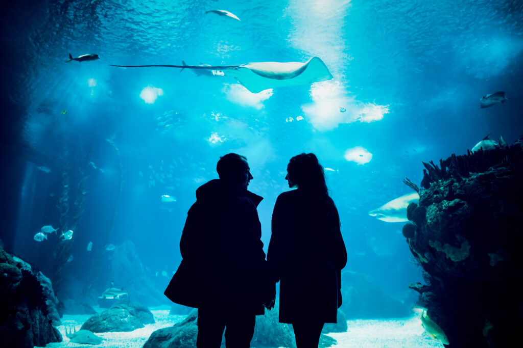 Paarshooting als Silhouette vor großem Aquarium mit Rochen im blauen Licht